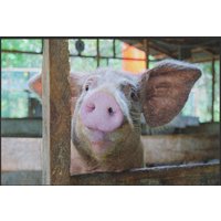 Fussmatte Schwein 4815