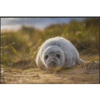 Fussmatte Seehund 6088