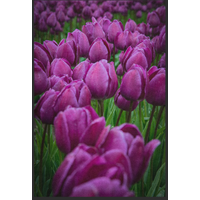 Fussmatte Tulpe 10910