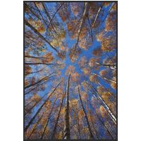 Fussmatte Wald 10861