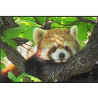 Fussmatte Waschbär 4617