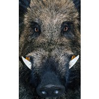 Fussmatte Wildschwein 7612