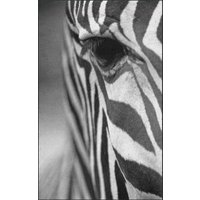 Fussmatte Zebra 7138