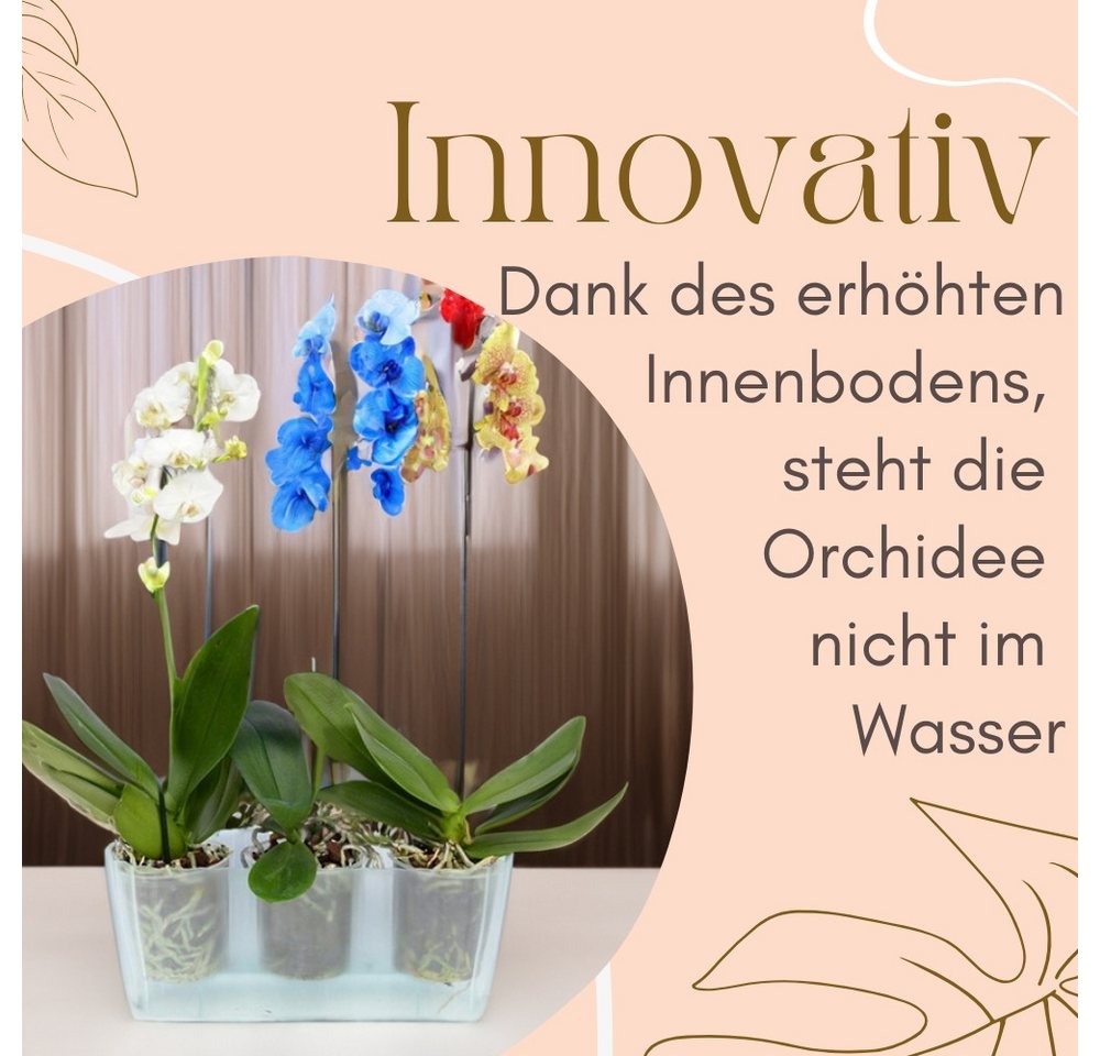 GarPet Blumentopf 2er Set Orchideentopf Transparent Orchideen Über Pflanz groß Elegant – Bild 5 von 5