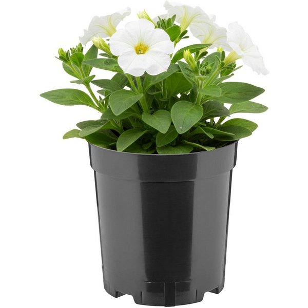 Garronda Blumentopf rund hoch Kunststoff mit Drainagelöchern Pflanztopf für GD-0203 (1 St)