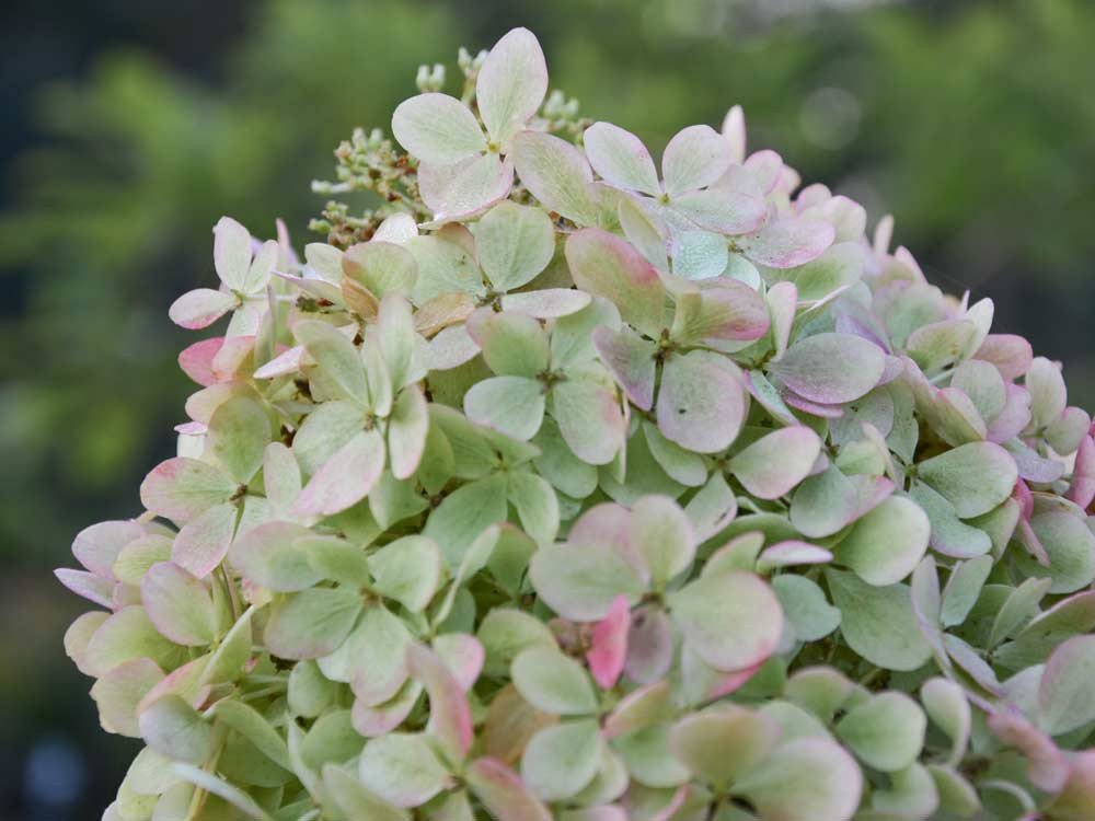 Garten von Ehren Zierstrauch Hydrangea paniculata Phantom, Containerware, 40-60 cm hoch – Bild 2 von 2