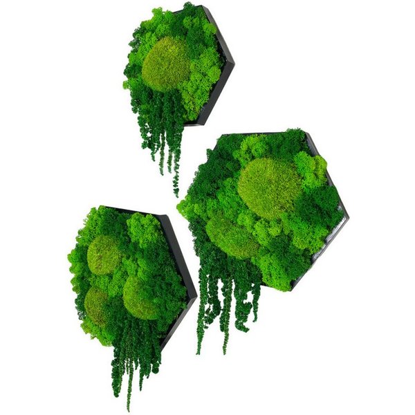 Gedankenwunder Manufaktur Bild Island Ranke Moosbild Hexagon Sechseck Wabe Islandmoos & Ballenmoos