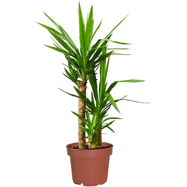 Green Me Up Zimmerpflanze Yucca Palme, Wächst in Erde, Pflege gleich null