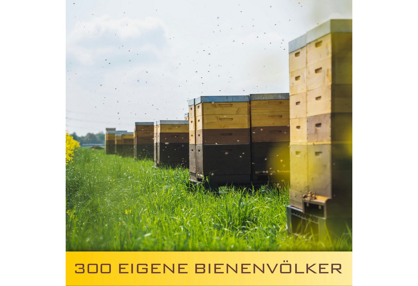 Grega´s Imkerei Honig Deutscher Raps Honig, 1 x 250 g, (Streichzarter Imkerhonig direkt vom Imker, Regionaler Honig aus Deutschland NRW), fein cremiger milder d – Bild 5 von 5