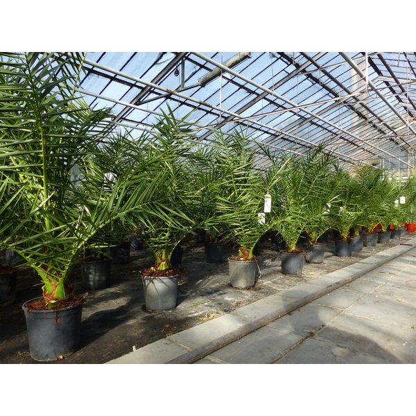 gruenwaren jakubik Baum Palme 90-120 cm, Phoenix canariensis, kanarische Dattelpalme
