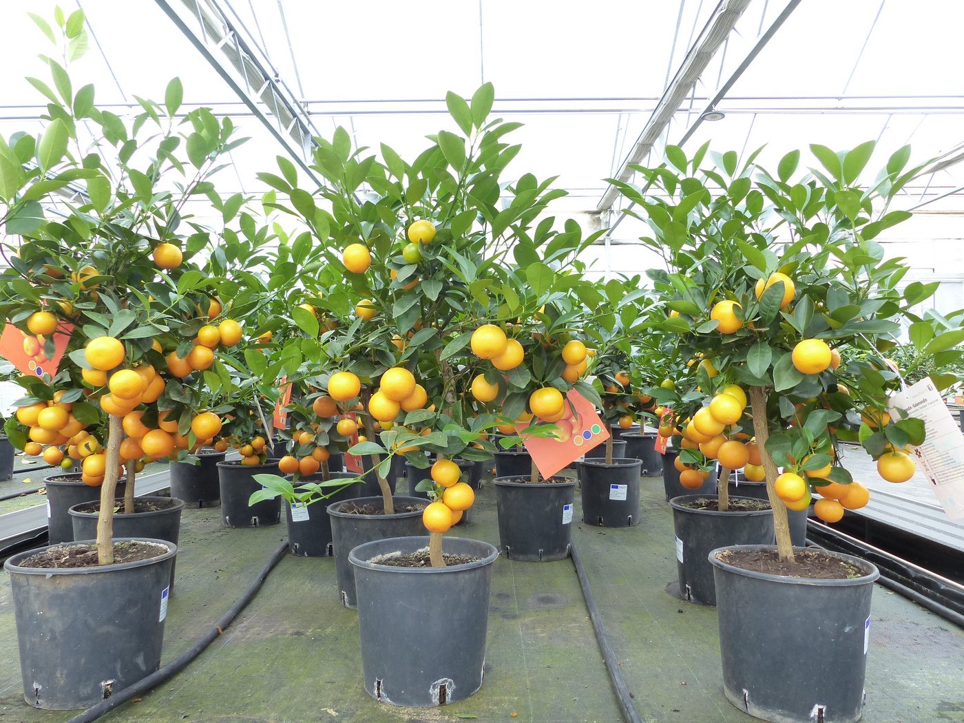 gruenwaren jakubik Baum – Bild 5 von 5