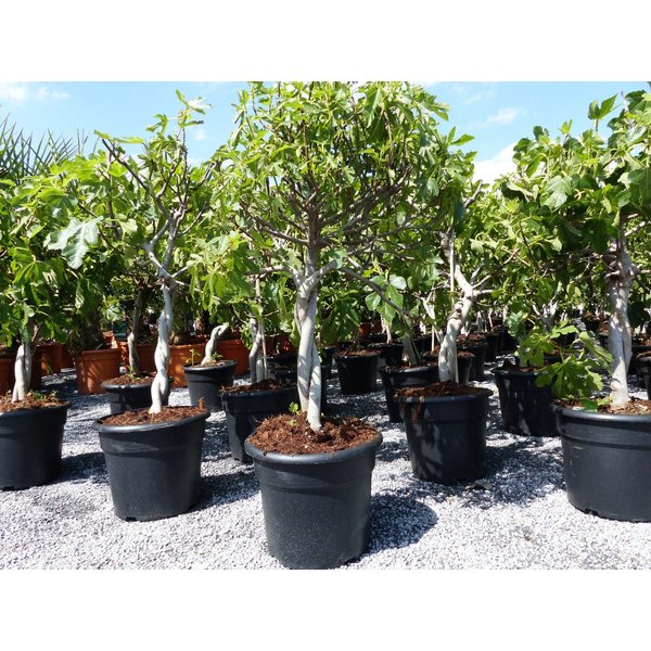 gruenwaren jakubik Feigenbaum Feigenbaum - hell dunkel - 1 Topf, Obstbaum, winterhart, Ficus Carica
