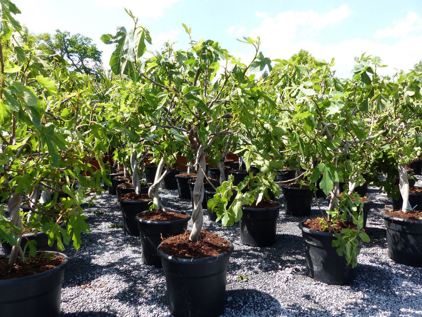 gruenwaren jakubik Feigenbaum Feigenbaum - hell dunkel - 1 Topf, Obstbaum, winterhart, Ficus Carica – Bild 3 von 5