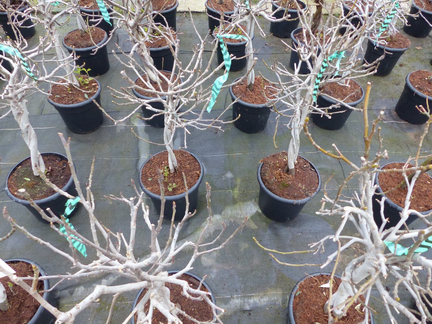 gruenwaren jakubik Feigenbaum Feigenbaum - hell dunkel - 1 Topf, Obstbaum, winterhart, Ficus Carica – Bild 4 von 5
