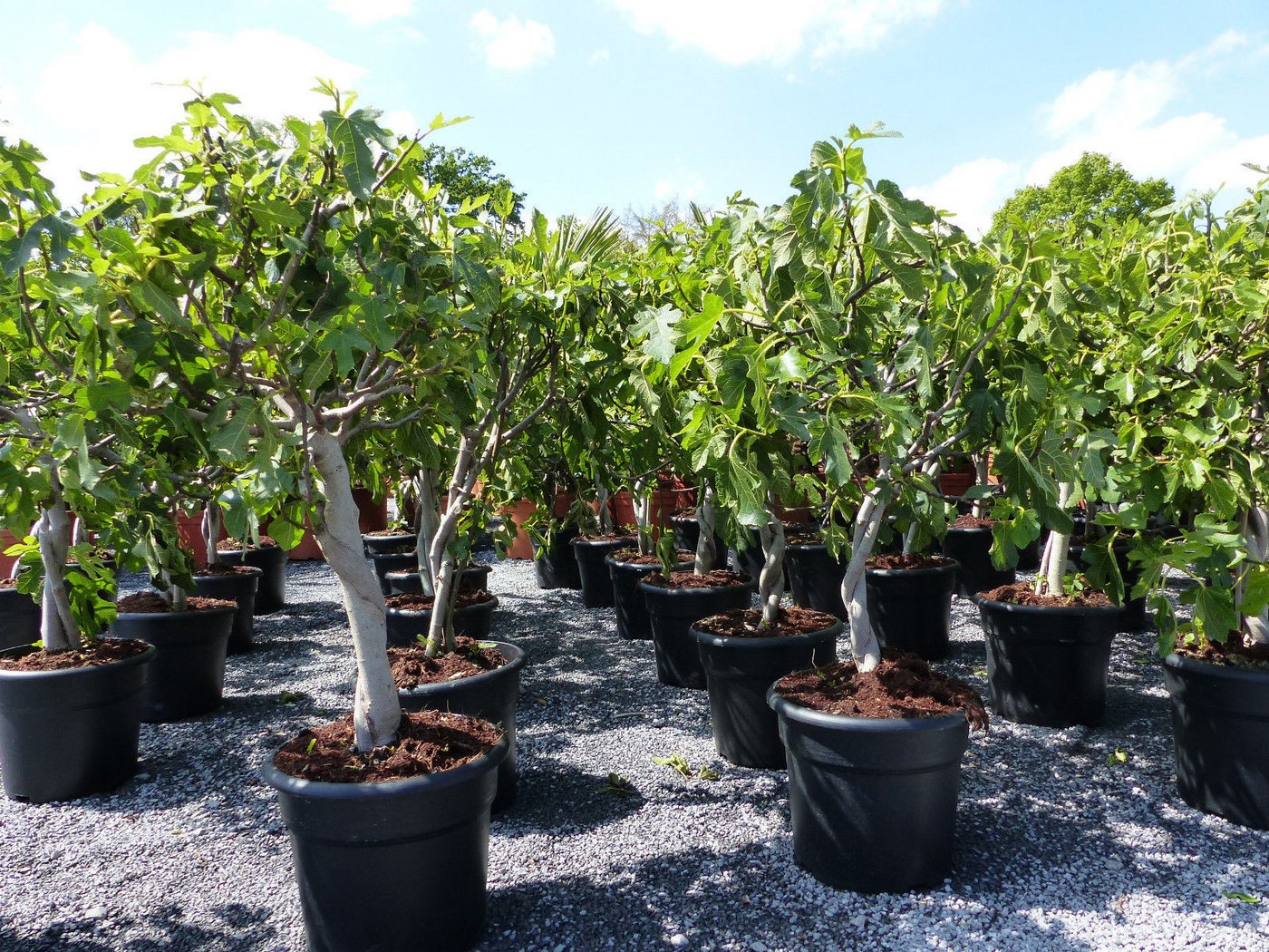 gruenwaren jakubik Feigenbaum Feigenbaum - hell dunkel - 1 Topf, Obstbaum, winterhart, Ficus Carica – Bild 5 von 5