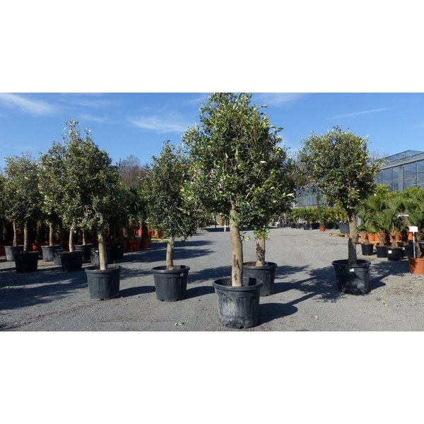 gruenwaren jakubik Olivenbaum Olivenbaum Olive "20 Jahre", Stammumfang 20 - 30 cm, winterhart