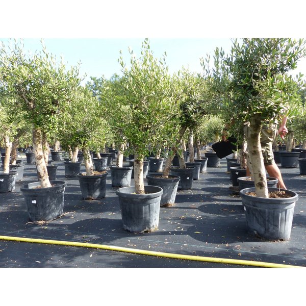 gruenwaren jakubik Olivenbaum Olivenbaum Olive "Angebot" 150 - 180 cm, winterhart, Olea Europaea