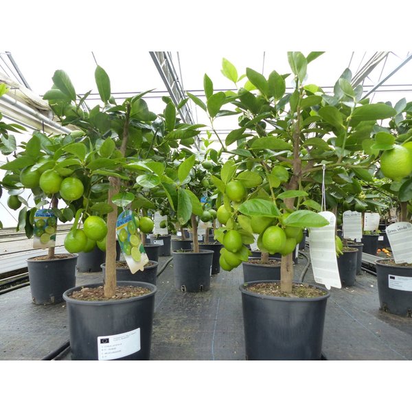 gruenwaren jakubik Zitronenbaum echte Caipi Limette Caipirinha Limettenbaum Citrus Lime 70 - 90 cm