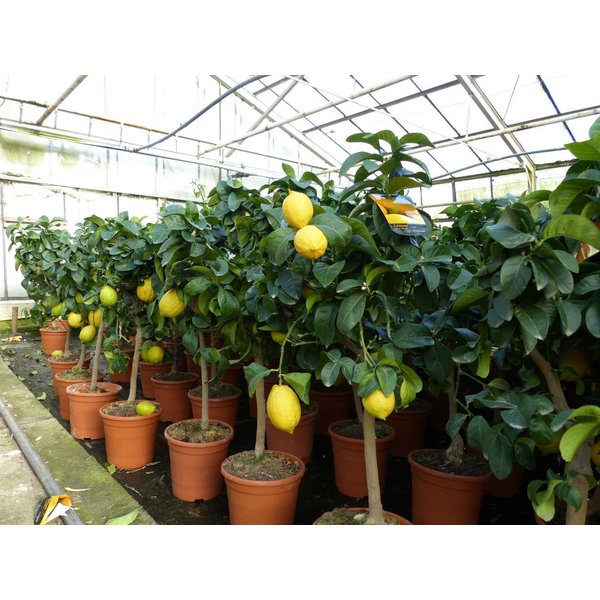gruenwaren jakubik Zitronenbaum echter Zitronenbaum 70 - 100 cm Zitrone Citrus Limon