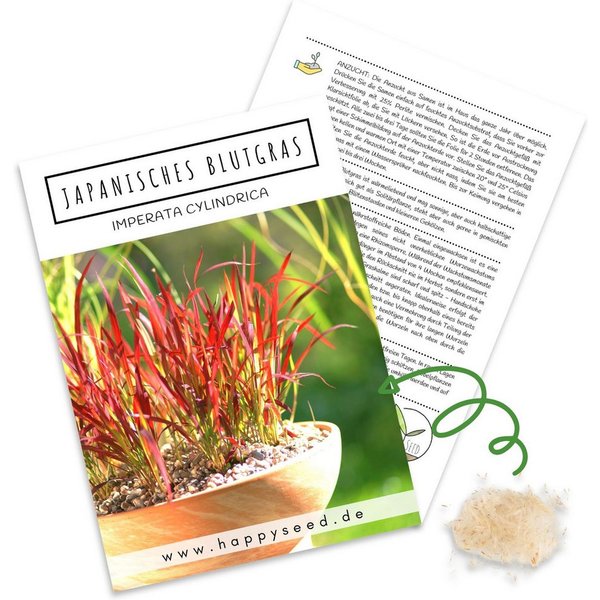 HappySeed Blumensamen Japanisches Blutgras Samen - Imperata cylindrica, Blumen