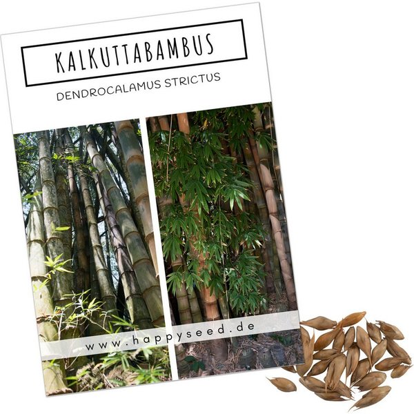 HappySeed Blumensamen Kalkuttabambus Samen - Dendrocalamus strictus, Bambus
