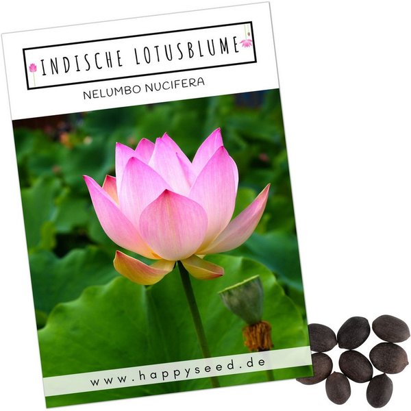 HappySeed Blumensamen Lotus Samen winterhart (Nelumbo nucifera) - Indische Lotusblume Samen, Blumen