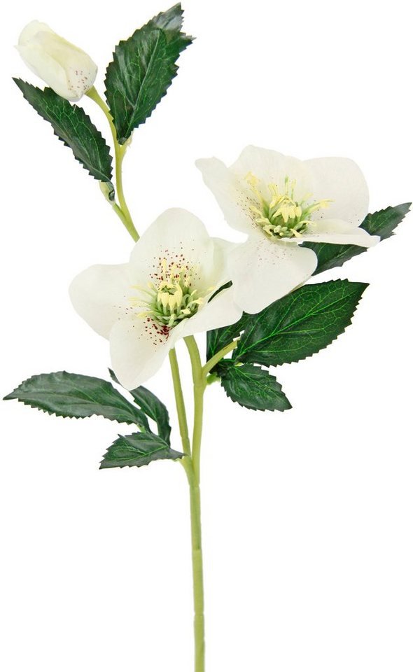 Kunstblume Christrose, I.GE.A., Höhe 57 cm, Künstlich Seidenblumen, 5er Set – Bild 2 von 3