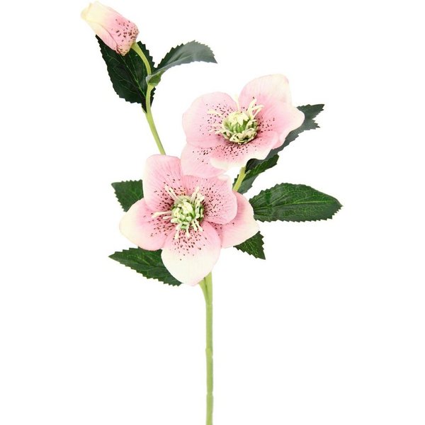 Kunstblume Christrose, I.GE.A., Höhe 57 cm, Künstlich Seidenblumen, 5er Set
