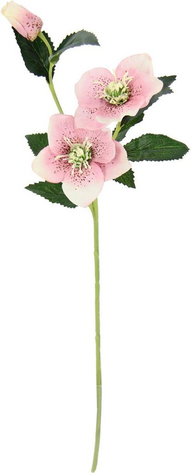 Kunstblume Christrose, I.GE.A., Höhe 57 cm, Künstlich Seidenblumen, 5er Set – Bild 2 von 3