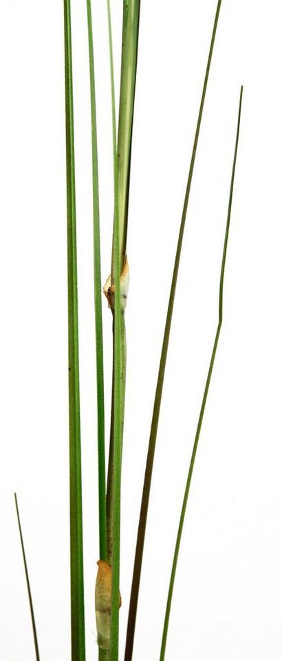 Kunstpflanze Pampas, I.GE.A., Höhe 125 cm, Pampasgras, Boho, 2er Set – Bild 4 von 5