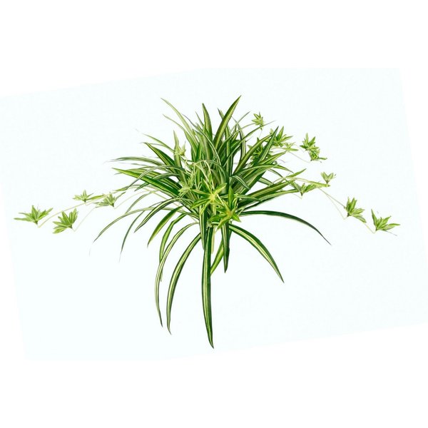 Kunstpflanze Wasserlilie, I.GE.A., Höhe 38 cm