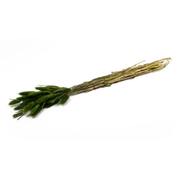 Trockenblume Getrocknetes Lagurus Gras BORKA, Bund, grün, 5, INNA-Glas, Höhe 75.0 cm
