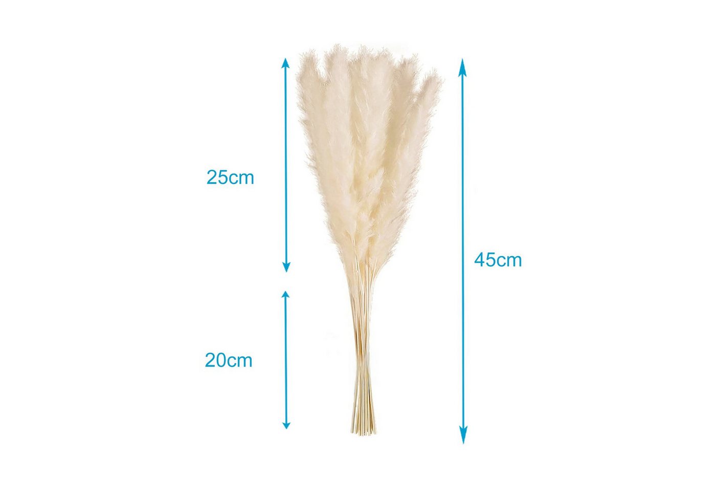 Trockenblume, Intirilife, Höhe 5 cm, Pampasgras 30 Stück Weiß Trockenblume Schilfgras Deko Blume – Bild 2 von 5