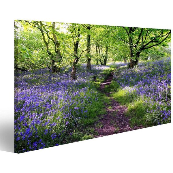 islandburner Leinwandbild Bild auf Leinwand Blaue Glocken Gesamtstruktur In Schottland 100x57cm