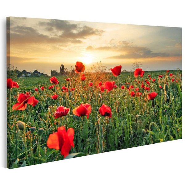 islandburner Leinwandbild Bild auf Leinwand Mohnblumen Feldblume Auf Sonnenuntergang Wandbild L