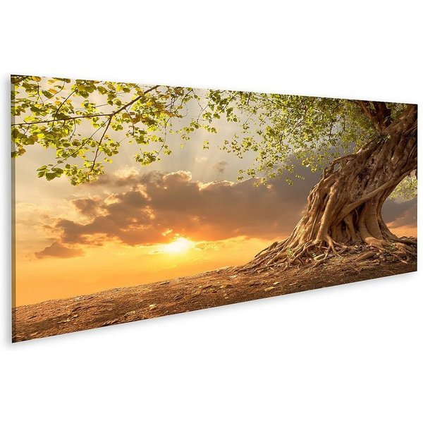 islandburner Leinwandbild Bild auf Leinwand Schöner Baum bei Sonnenuntergang Lebendiges Orange m