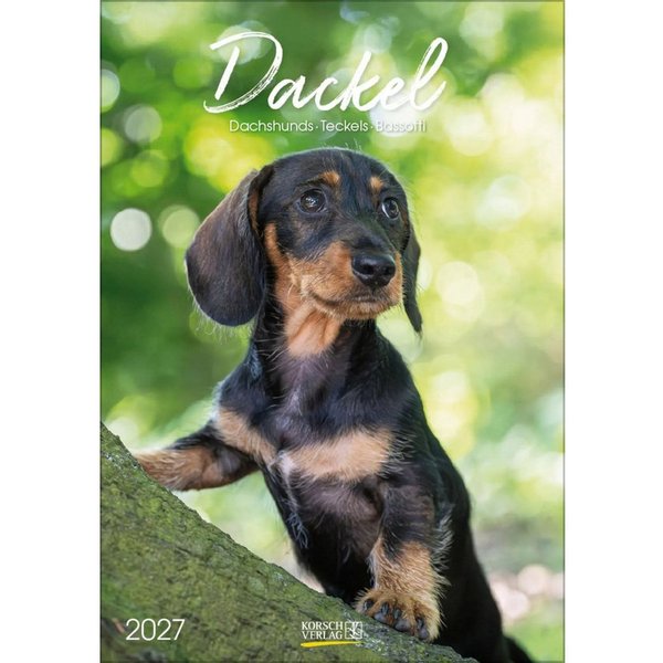 Korsch Verlag Wandkalender Dackel 2027