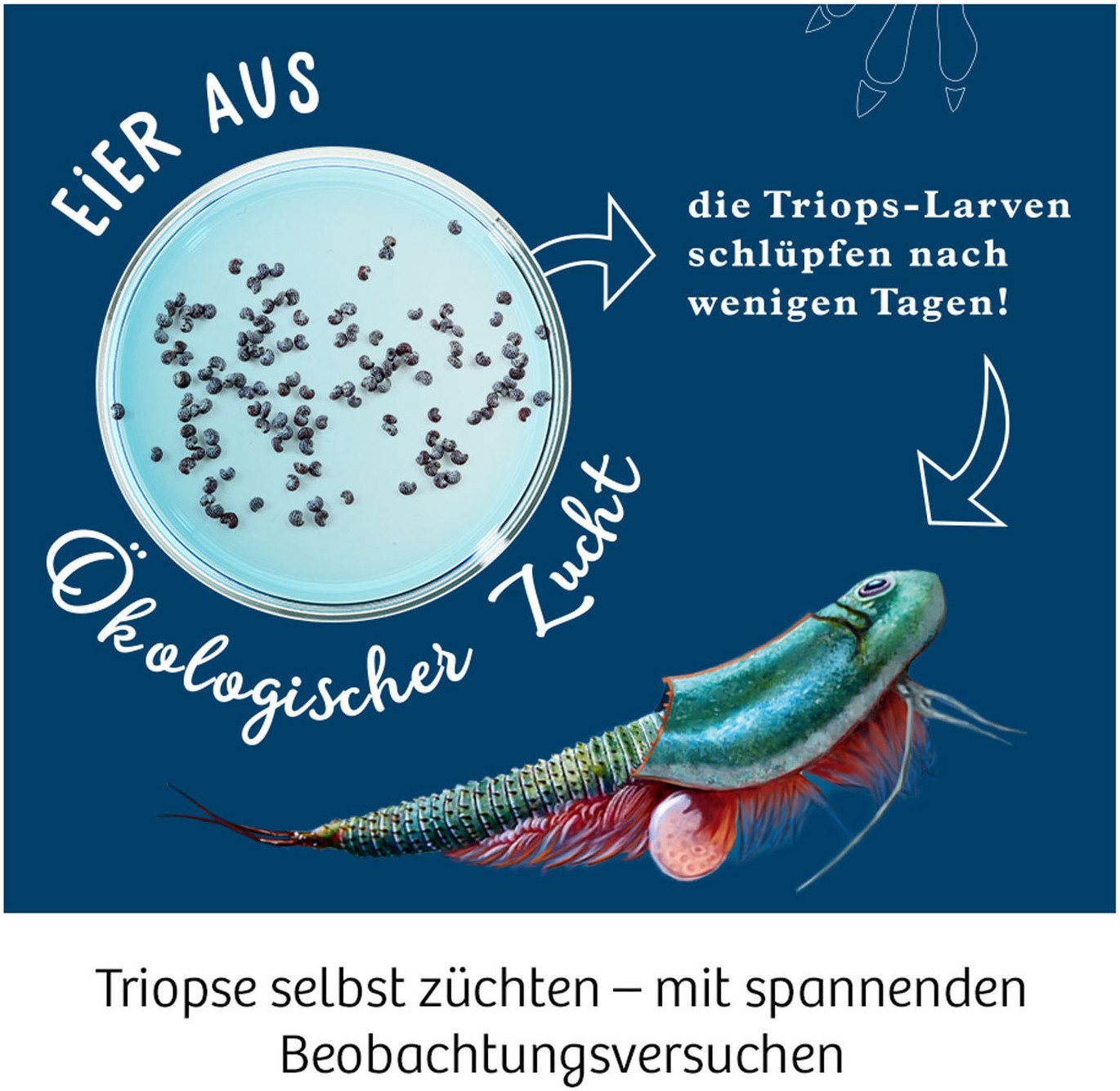 Kosmos Experimentierkasten Triops-Welt, Made in Germany – Bild 4 von 5