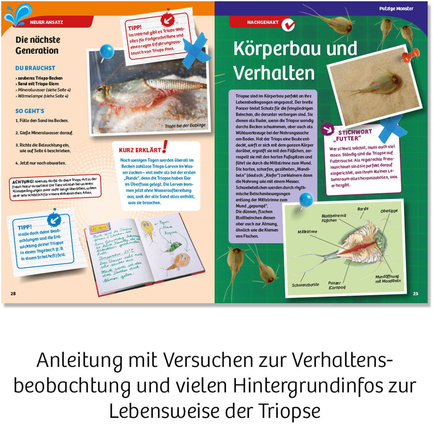 Kosmos Experimentierkasten Triops-Welt, Made in Germany – Bild 5 von 5