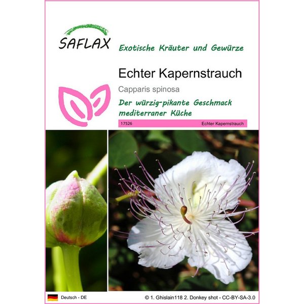 SAFLAX Kräutersamen SAFLAX - Samen - Echter Kapernstrauch