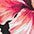 LASCANA Push-Up-Bikini-Top Salsa, mit tollem Blumenprint – Bild 5 von 5