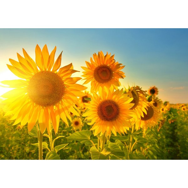 LYSCO Poster XXL 100 x 70cm Sommerfeelings, Sonnenblumen im strahlenden Sonnenschein und blauem Himmel (S-841) (DIN B1), Sommerliche Poster, Plakat (Lieferung g
