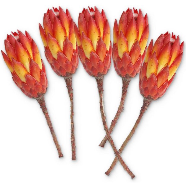 matches21 HOME & HOBBY Bilderrahmen Protea Trockenblumen orange rot 5er Set afrikanische Zuckerbüsche, (5 St), Getrocknete Blumen als Boho-Deko Trockenpflanzen 
