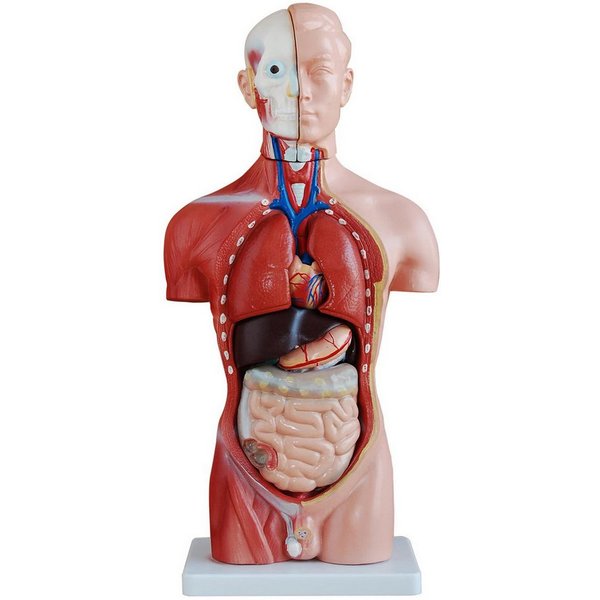 MedMod Dekoobjekt Anatomie Anatomisches Körper Modell Torso Puppe mit Organe 45 cm