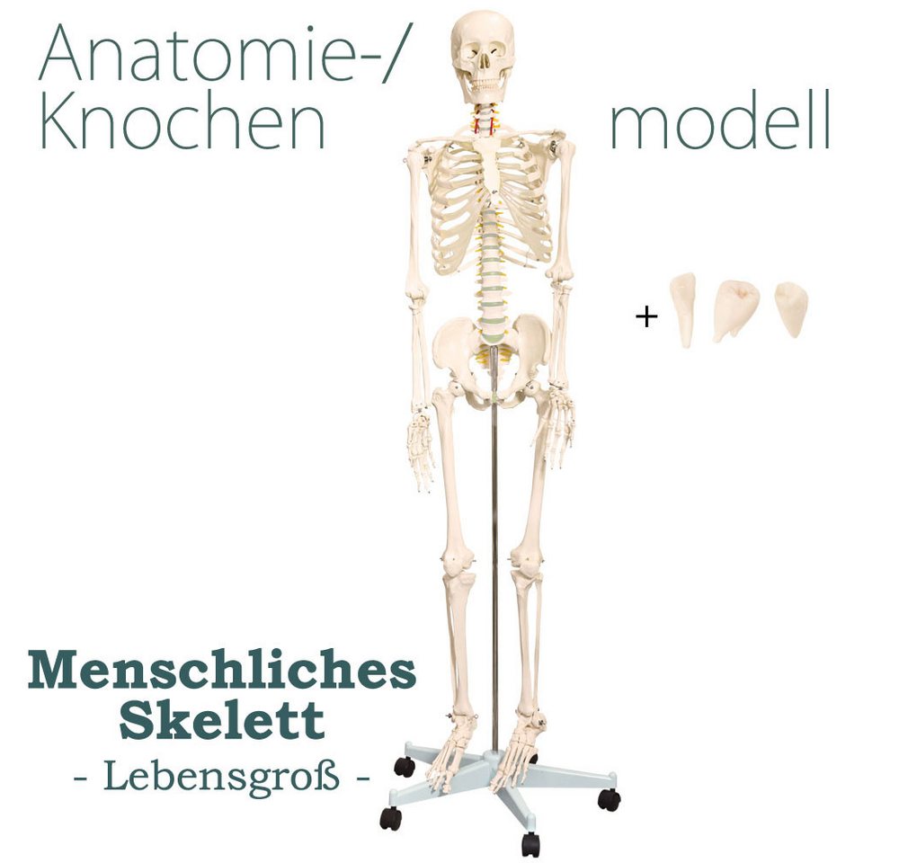MedMod Dekoobjekt Anatomie Modell Skelett lebensgroß Menschliches 175 cm mit Ständer – Bild 2 von 5
