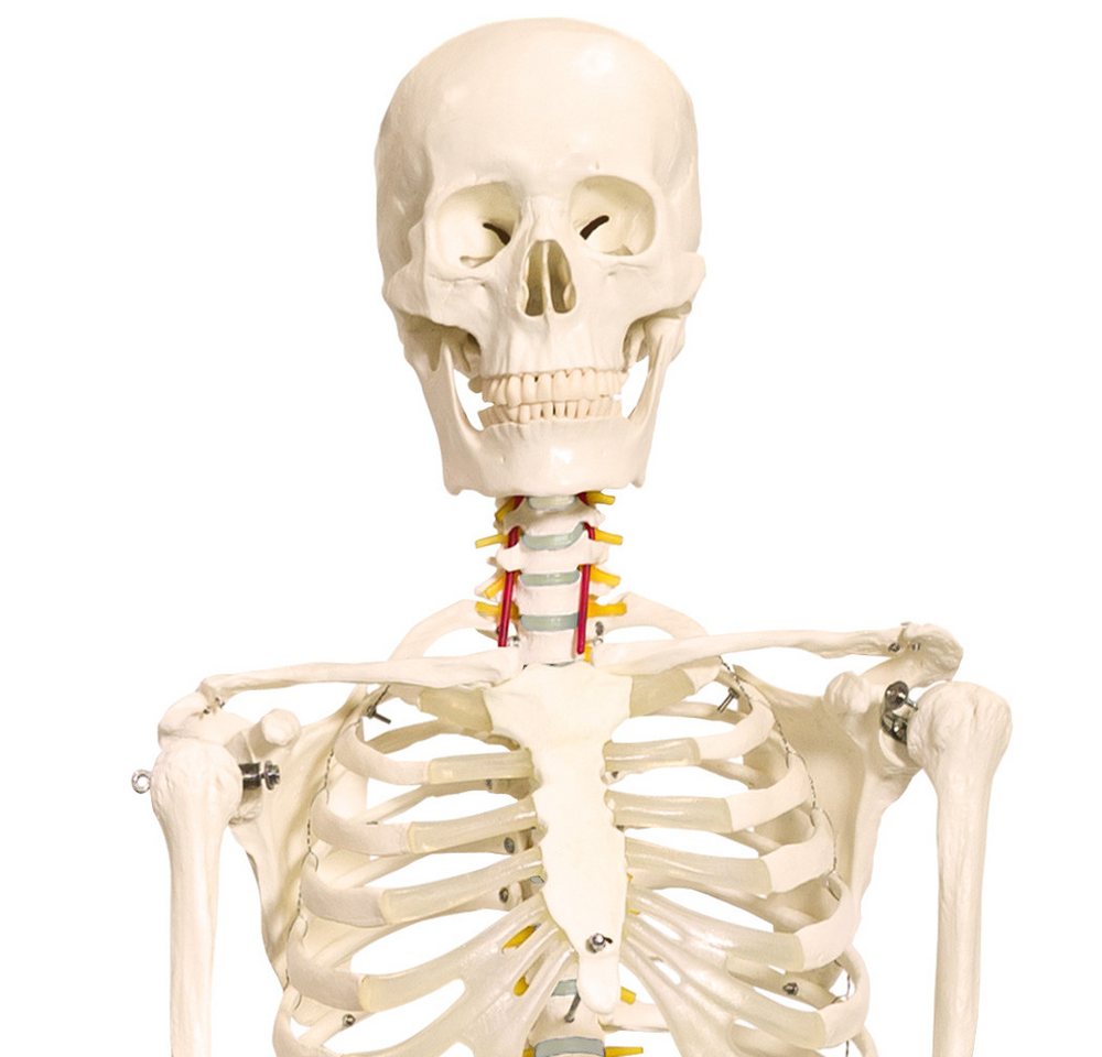 MedMod Dekoobjekt Anatomie Modell Skelett lebensgroß Menschliches 175 cm mit Ständer – Bild 3 von 5
