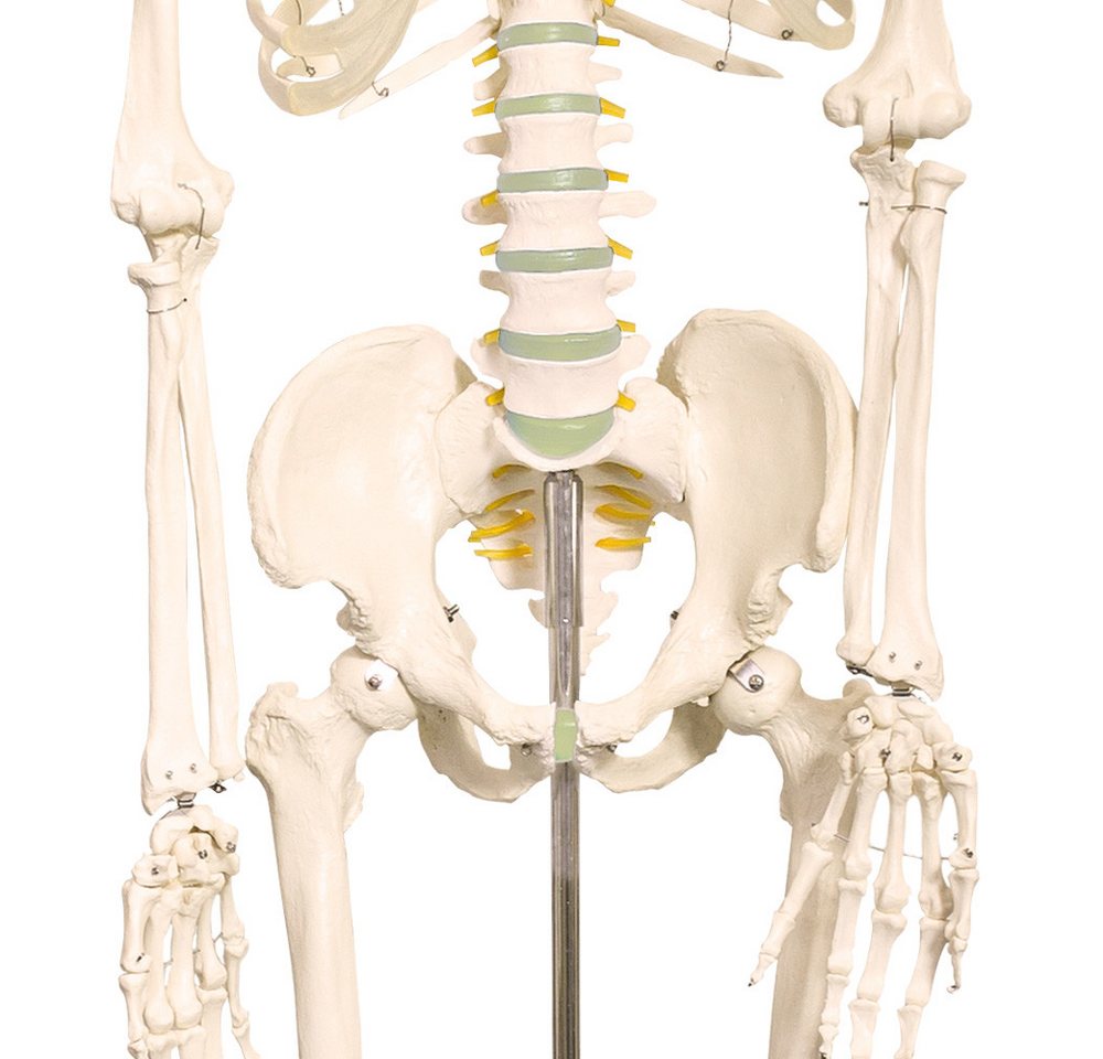 MedMod Dekoobjekt Anatomie Modell Skelett lebensgroß Menschliches 175 cm mit Ständer – Bild 4 von 5