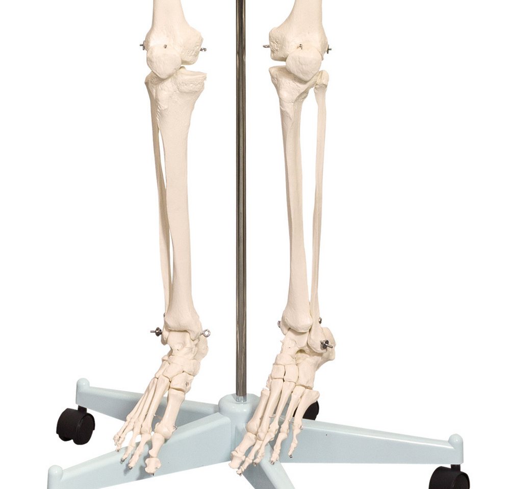 MedMod Dekoobjekt Anatomie Modell Skelett lebensgroß Menschliches 175 cm mit Ständer – Bild 5 von 5