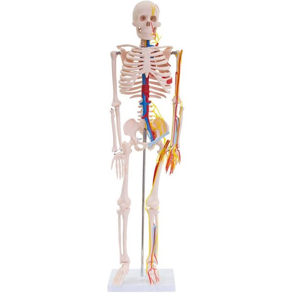 MedMod Dekoobjekt Anatomie Modell Skelett Nerven Arterien Menschliches Skelett 87 cm
