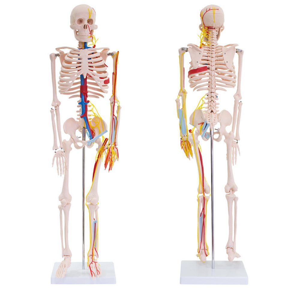 MedMod Dekoobjekt Anatomie Modell Skelett Nerven Arterien Menschliches Skelett 87 cm – Bild 3 von 5